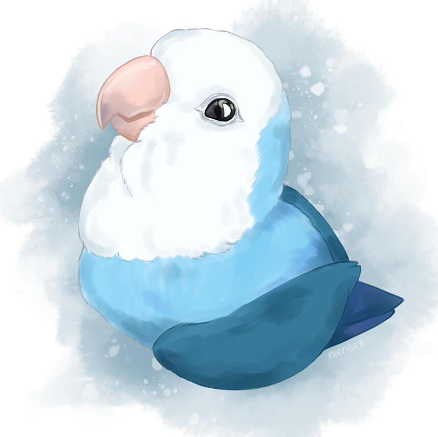 Blue lovebird