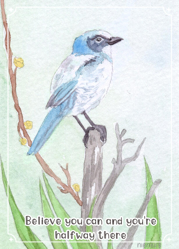 Floridan Scrub-Jay Floridan Scrub-Jay