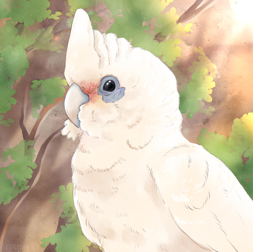 Little Corella Little Corella
