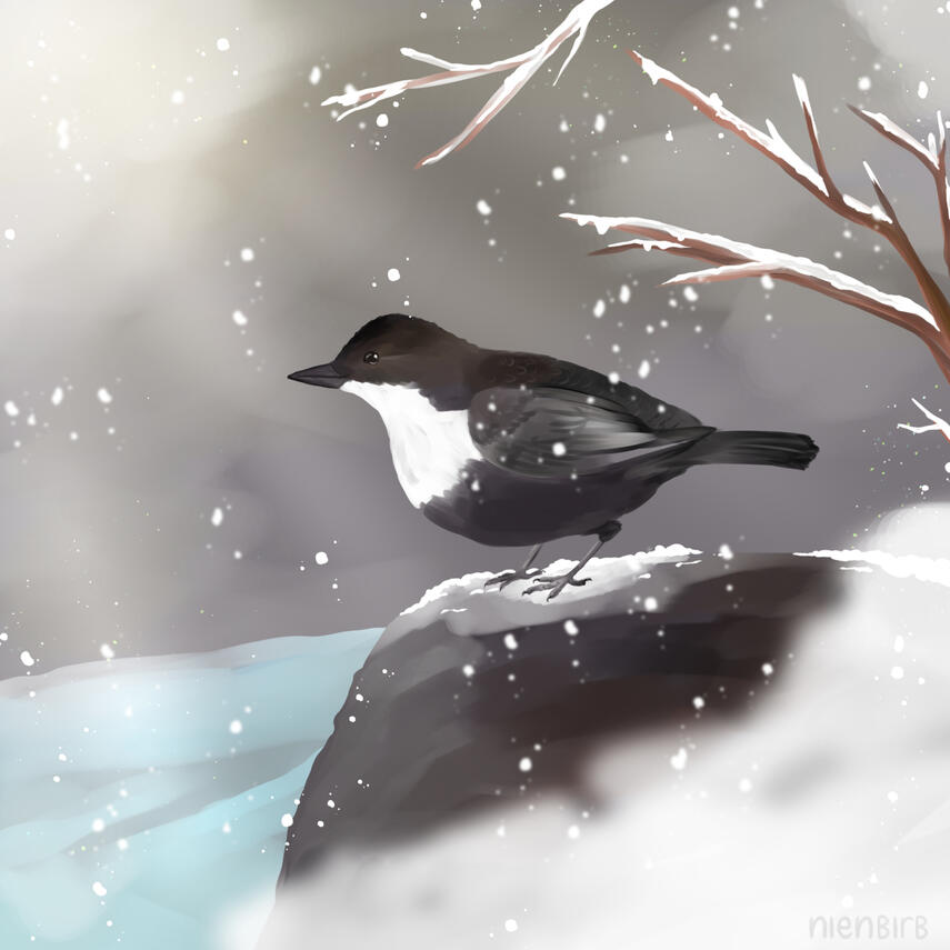 White-throated Dipper