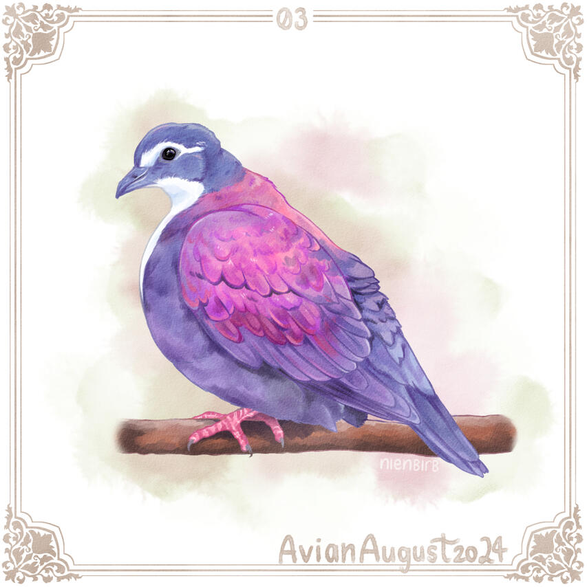 White-bellied ground dove