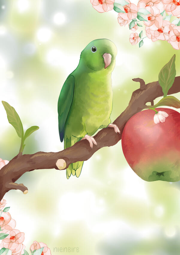 Parrotlet for appeltjesgroen Parrotlet for appeltjesgroen
