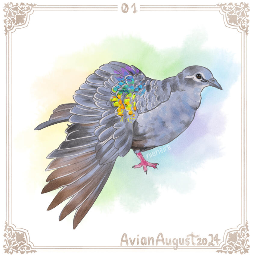 Common bronzewing Common bronzewing