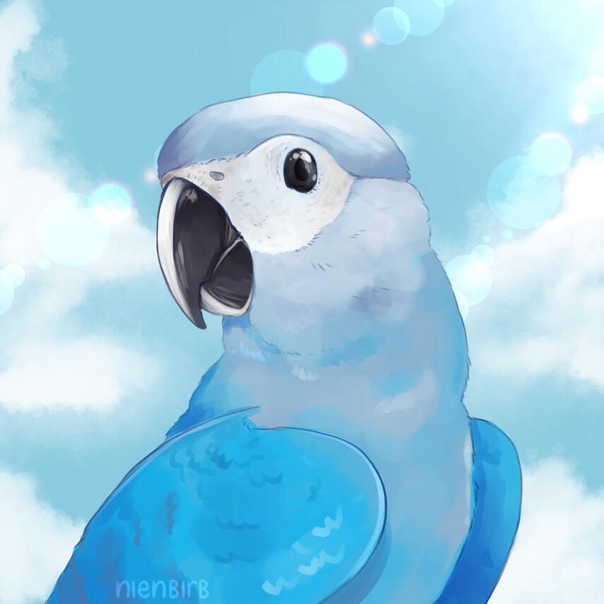 Young Spix&#39;s Macaw